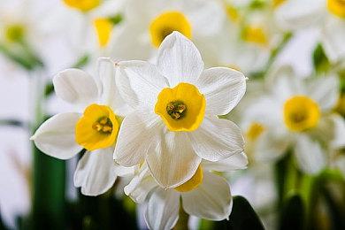 英雄联盟贝蕾亚怎么玩？LOL贝蕾亚技能连招顺序攻略